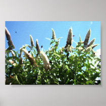 poster bloemen met vlinders