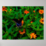Poster Blue Butterfy - Coastal North Carolin...