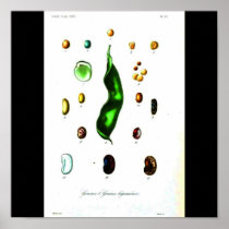 Poster-Botanicals-Beans