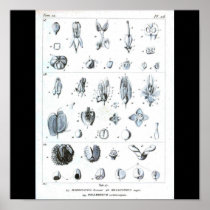 Poster-Botanicals-Fruit Anatomy