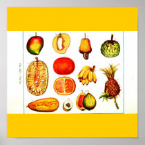 Poster-Botanicals-Mixed Fruit