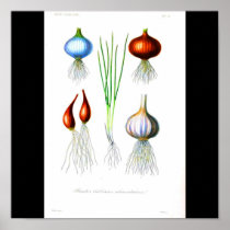 Poster-Botanicals-Onions and Garlic