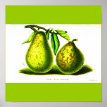 Poster-Botanicals-Pears