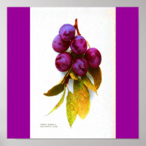 Poster-Botanicals-Plums