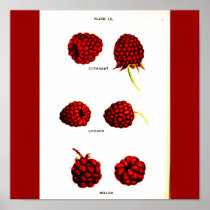Poster-Botanicals-Raspberries