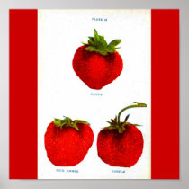 Poster-Botanicals-Strawberries 8