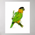 Poster - Caique posters