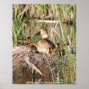 Poster / Canvasback on Nest posters