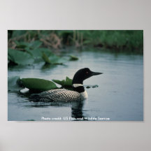 Poster /  Common Loon on Water