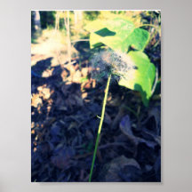 Poster Dandelion