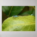 Poster Dragonfly Australia Photo ZIZZAGO posters