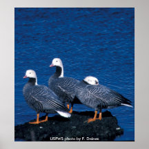 Poster / Emperor Geese in Winter Plumage