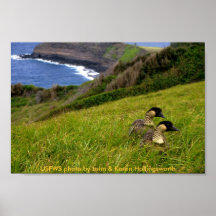 Poster / Endangered Hawaiian Geese - Nene