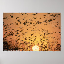 Poster / Geese at Sunrise