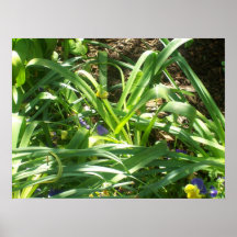 Poster Grass, Sunlight and Flowers