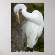 Poster / Great Egret Preening
