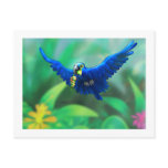 poster_hyacinth macaw postcards