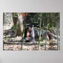 Poster Jaguar Black