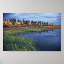 Poster / Kanuti Lake Fall Colours