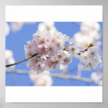 Poster Kirschblüte posters