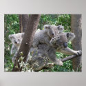 Poster Koala and Two Babies Photo Australia posters