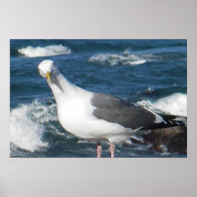 Poster:  Looking Gull