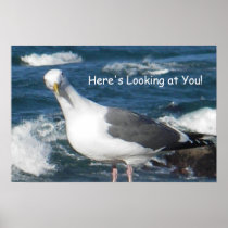 Poster:  Looking Gull