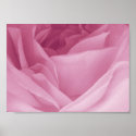 Poster- Macro Photograph of Pink Rose posters