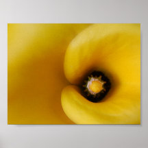 Poster- Macro Photograph of Yellow Calla Lily