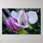 Poster, Magnolia Blossoms, Open and Closed posters