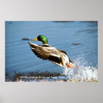 Poster / Mallard Duck Taking To Flight