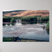 Poster / Marsh In California