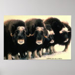 Poster / Musk Oxen posters