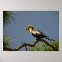 Poster of a Buff and Black Female Anhinga