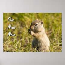 Poster of cute ground squirrel eating, custom text