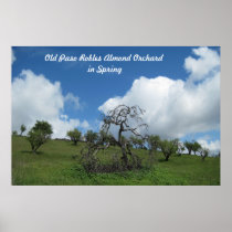 Poster: Old Paso Robles Almond Orchard in Spring