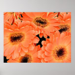 Poster, Orange African Daisies # 36A posters