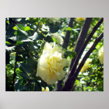 Poster Picture Perfect Rose