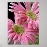 Poster, Pink African Daisies posters