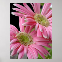 Poster, Pink African Daisies