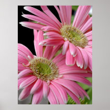 Poster, Pink African Daisies