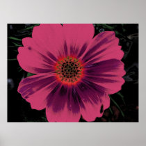 Poster Pink Night Flower