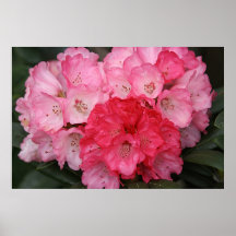 Poster, PINK RHODODENDRON #3396