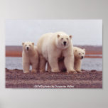 Poster / Polar Bear Female with Cubs posters