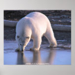 Poster / Polar Bear Yearling posters