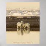 Poster / Polar Bears posters