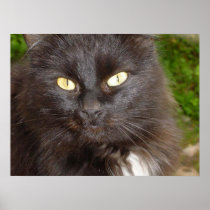 poster print cat meow kitty