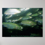 Poster /  Rainbow Trout