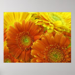Poster, Red and Orange African Daisies posters