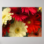 Poster, Red and White African Daisies posters